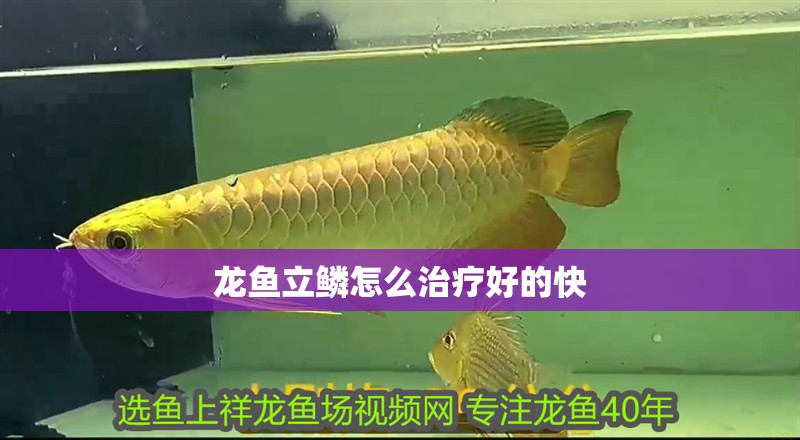 龍魚立鱗怎么治療好的快