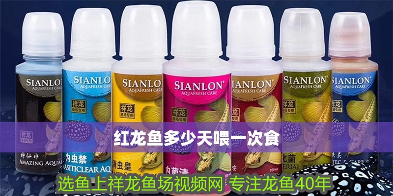 紅龍魚多少天喂一次食