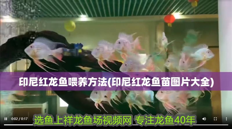 印尼紅龍魚喂養方法(印尼紅龍魚苗圖片大全) 印尼紅龍魚喂養方法(印尼紅龍魚苗圖片大全) 紅龍魚百科 第1張