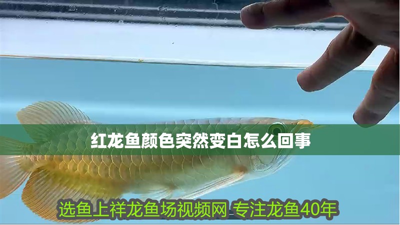 紅龍魚顏色突然變白怎么回事