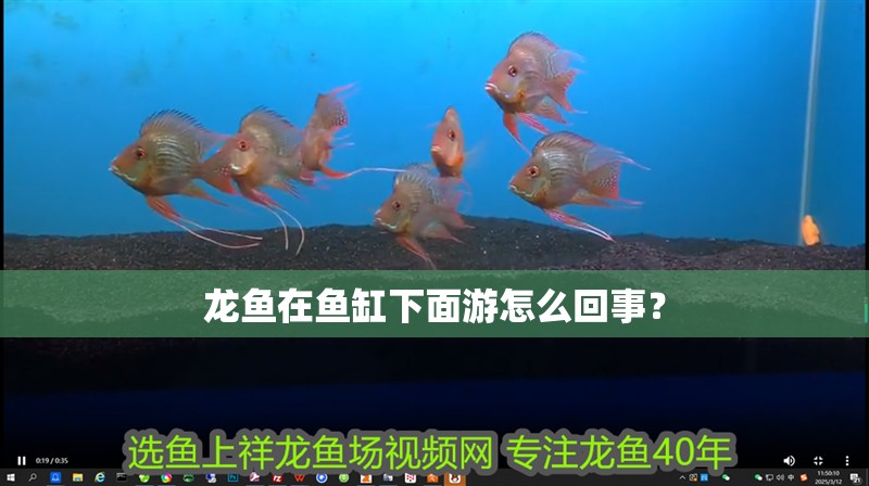 龍魚在魚缸下面游怎么回事？