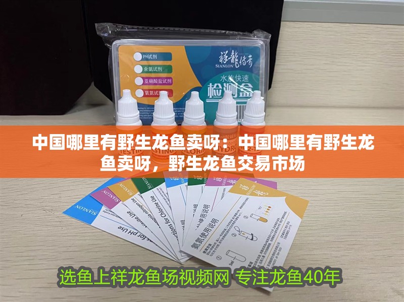 中國哪里有野生龍魚賣呀：中國哪里有野生龍魚賣呀，野生龍魚交易市場