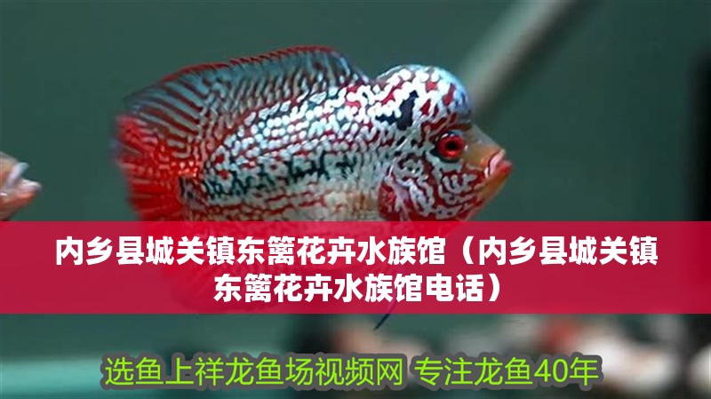 內鄉縣城關鎮東籬花卉水族館（內鄉縣城關鎮東籬花卉水族館電話）