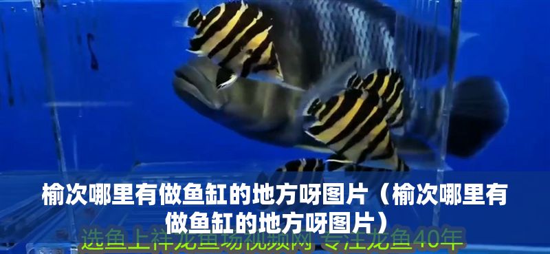 榆次哪里有做魚缸的地方呀圖片（榆次哪里有做魚缸的地方呀圖片）