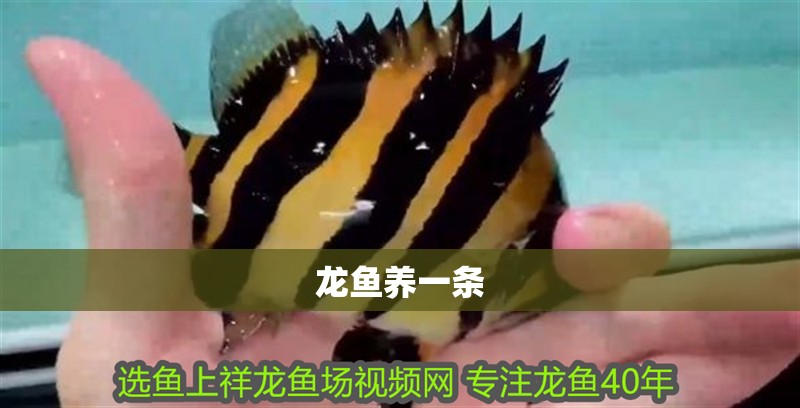 龍魚養一條