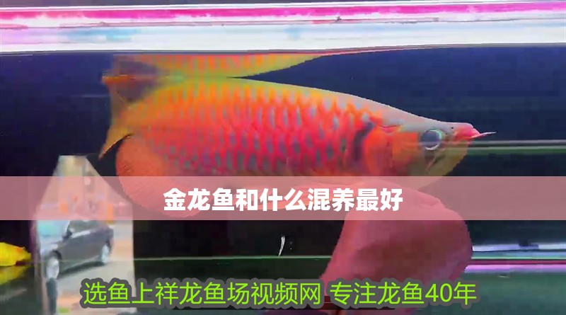 金龍魚和什么混養最好 金龍魚和什么混養最好 龍魚百科 第4張