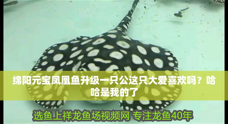 綿陽元寶鳳凰魚升級(jí)一只公這只大愛喜歡嗎？哈哈是我的了