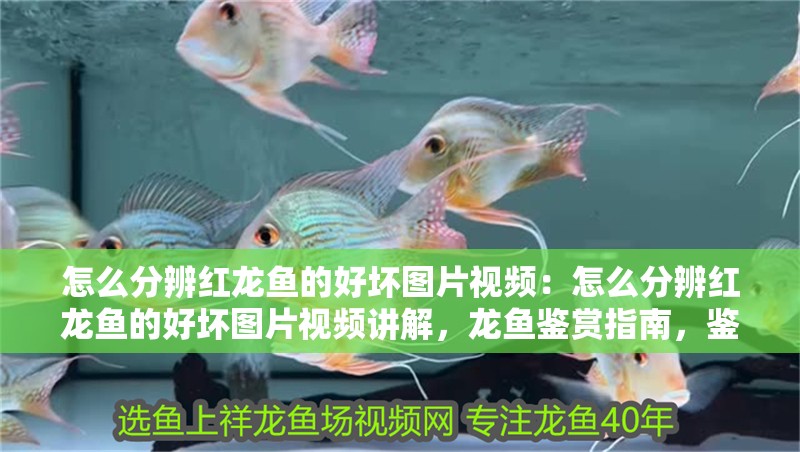 怎么分辨紅龍魚的好壞圖片視頻：怎么分辨紅龍魚的好壞圖片視頻講解，龍魚鑒賞指南，鑒別優質紅龍