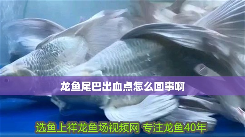 龍魚尾巴出血點怎么回事啊