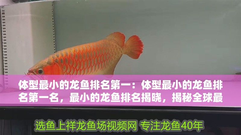 紅龍魚的燈光使用時間多久（紅龍魚的燈光使用時間多久合適）