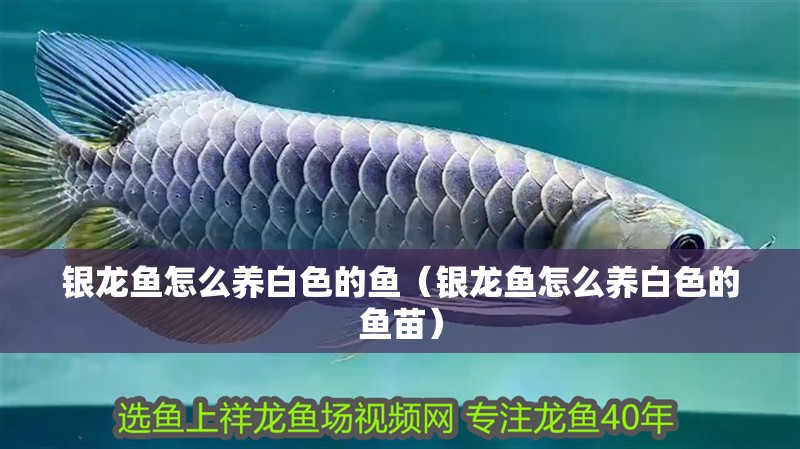 銀龍魚怎么養(yǎng)白色的魚（銀龍魚怎么養(yǎng)白色的魚苗）