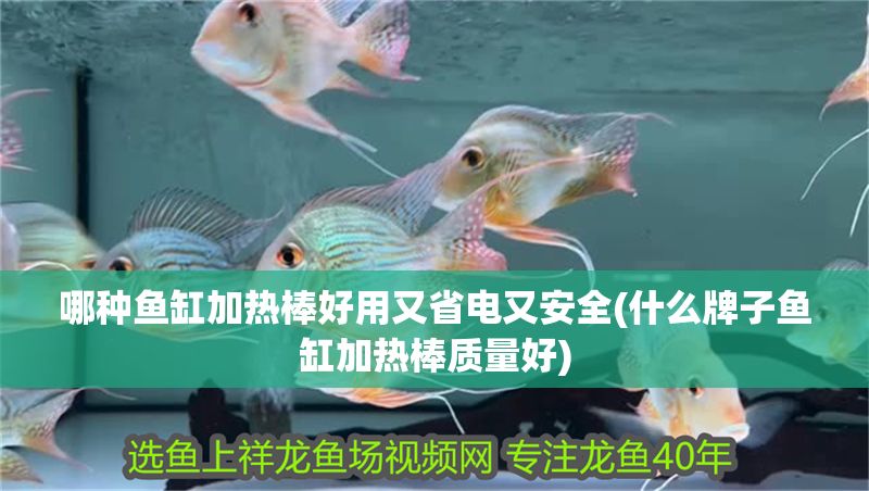 哪種魚缸加熱棒好用又省電又安全(什么牌子魚缸加熱棒質(zhì)量好)