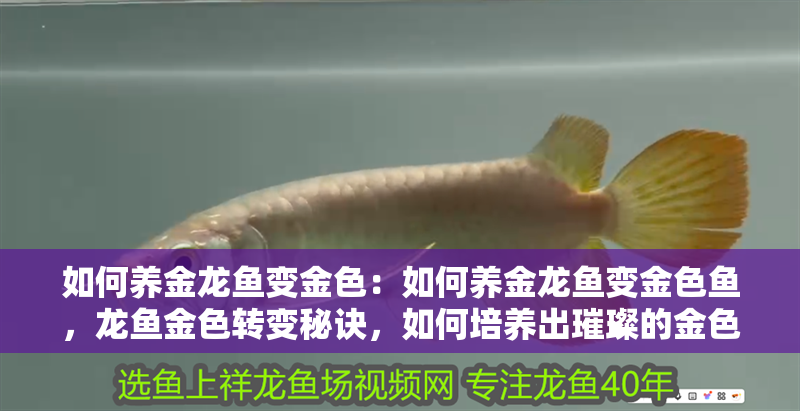 如何養金龍魚變金色：如何養金龍魚變金色魚，龍魚金色轉變秘訣，如何培養出璀璨的金色金龍