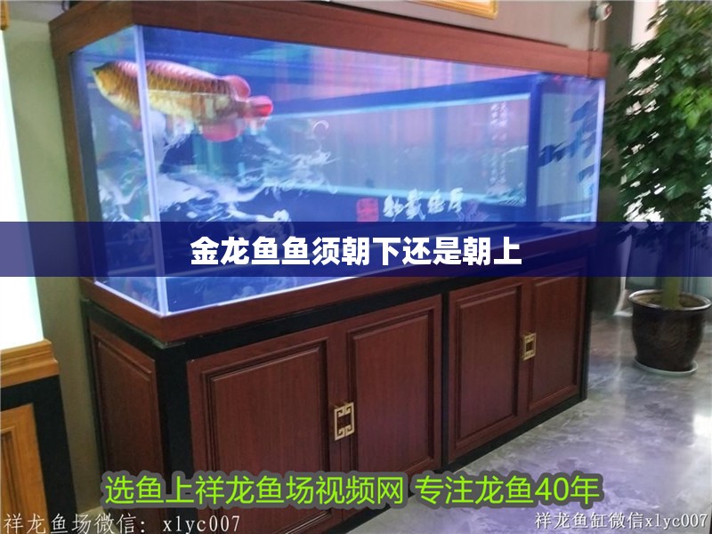 金龍魚(yú)魚(yú)須朝下還是朝上