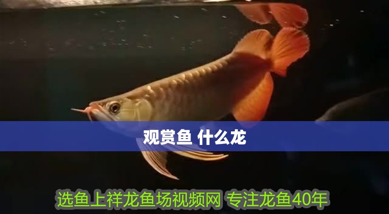 觀賞魚 什么龍
