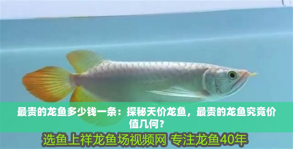 最貴的龍魚多少錢一條：探秘天價龍魚，最貴的龍魚究竟價值幾何？