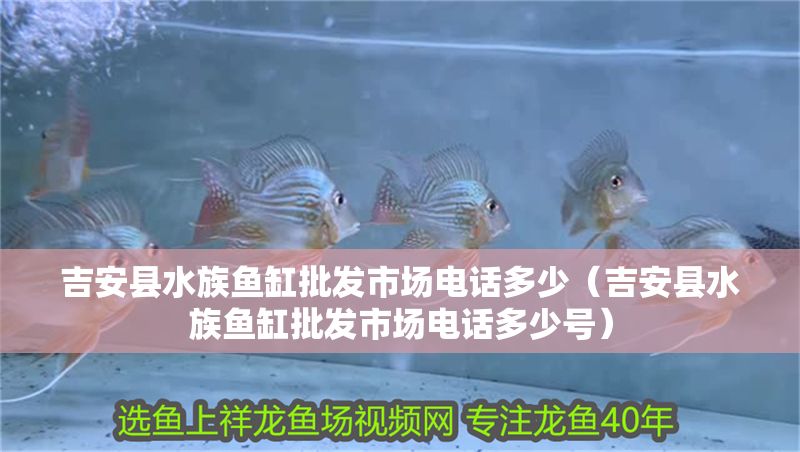 吉安縣水族魚缸批發(fā)市場電話多少（吉安縣水族魚缸批發(fā)市場電話多少號）
