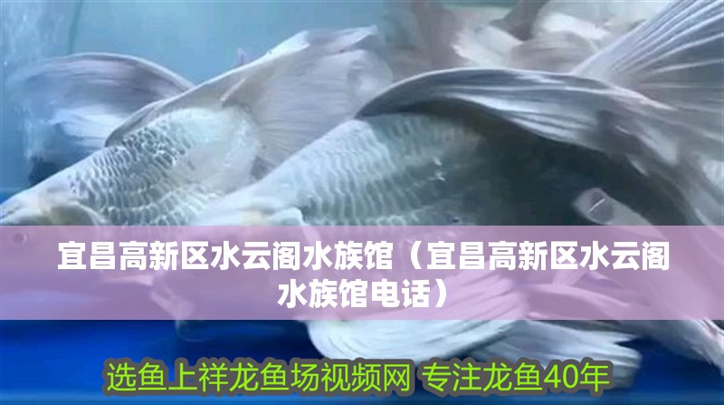 宜昌高新區水云閣水族館（宜昌高新區水云閣水族館電話）