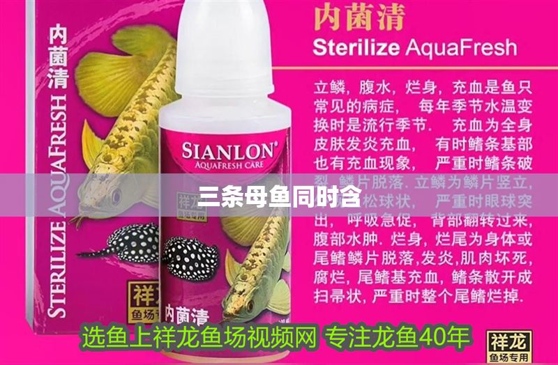 三條母魚同時含