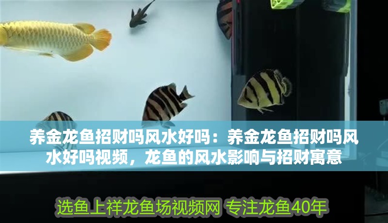 養金龍魚招財嗎風水好嗎：養金龍魚招財嗎風水好嗎視頻，龍魚的風水影響與招財寓意