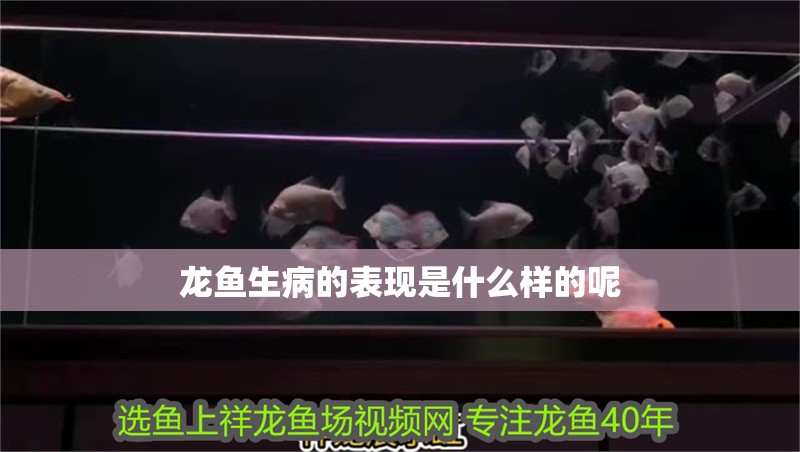 龍魚生病的表現是什么樣的呢