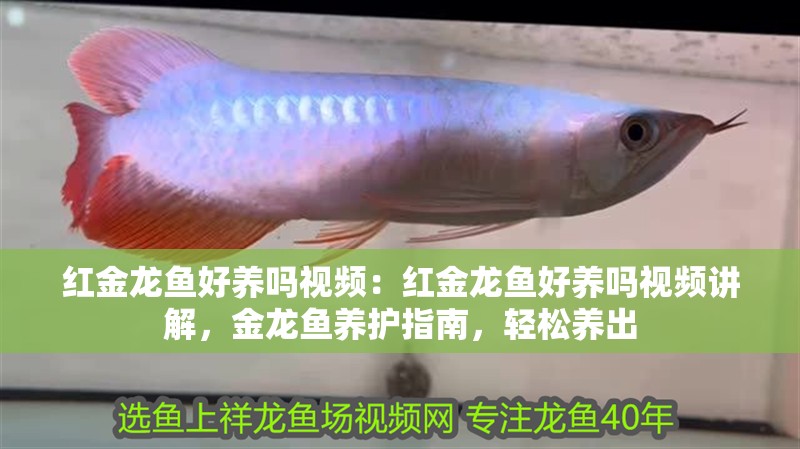 紅金龍魚好養嗎視頻：紅金龍魚好養嗎視頻講解，金龍魚養護指南，輕松養出