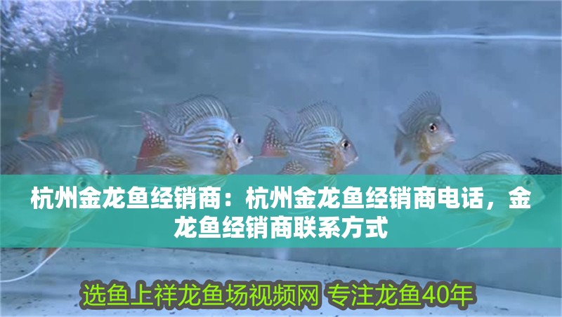杭州金龍魚經銷商：杭州金龍魚經銷商電話，金龍魚經銷商聯系方式 杭州金龍魚經銷商：杭州金龍魚經銷商電話，金龍魚經銷商聯系方式 水族問答