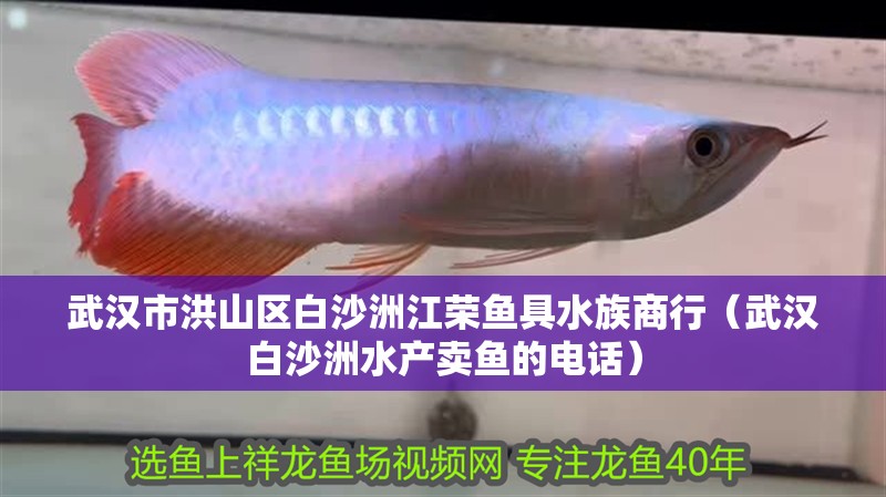 武漢市洪山區白沙洲江榮魚具水族商行(武漢白沙洲水產賣魚的電話) 全國水族館企業名錄 第2張 武漢市洪山區白沙洲江榮魚具水族商行(武漢白沙洲水產賣魚的電話) 武漢市洪山區白沙洲江榮魚具水族商行(武漢白沙洲水產賣魚的電話) 全國水族館企業名錄 第2張