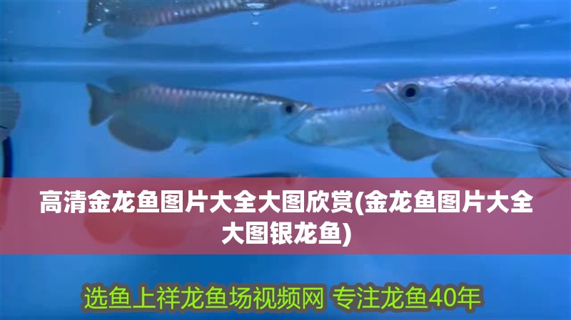 高清金龍魚圖片大全大圖欣賞(金龍魚圖片大全大圖銀龍魚)