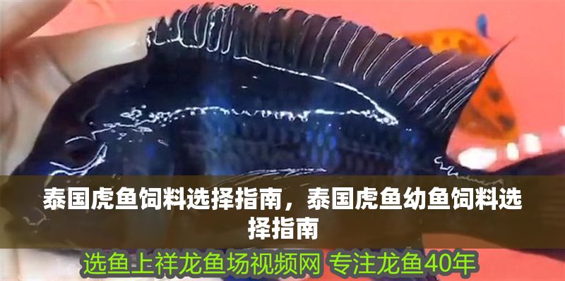 泰國虎魚飼料選擇指南，泰國虎魚幼魚飼料選擇指南