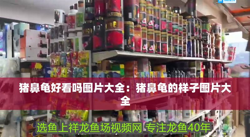 豬鼻龜好看嗎圖片大全：豬鼻龜的樣子圖片大全