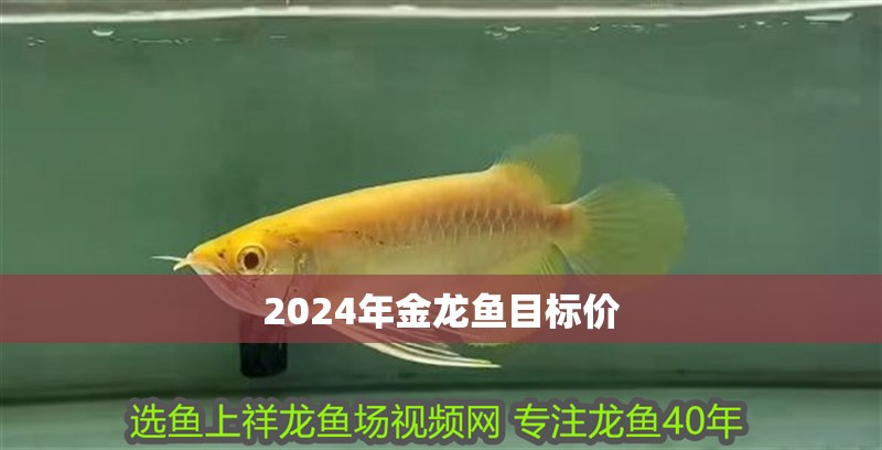 2024年金龍魚目標價