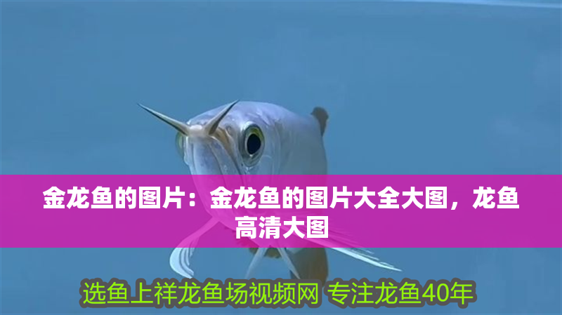金龍魚的圖片：金龍魚的圖片大全大圖，龍魚高清大圖