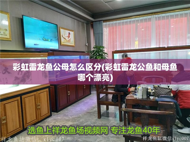 彩虹雷龍魚公母怎么區分(彩虹雷龍公魚和母魚哪個漂亮)