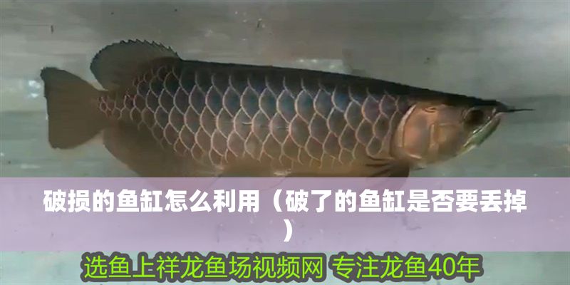 破損的魚缸怎么利用（破了的魚缸是否要丟掉）