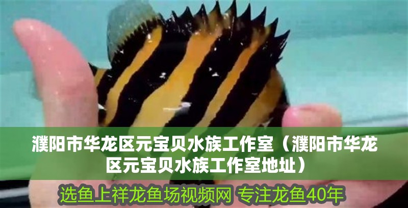 濮陽市華龍區元寶貝水族工作室（濮陽市華龍區元寶貝水族工作室地址）