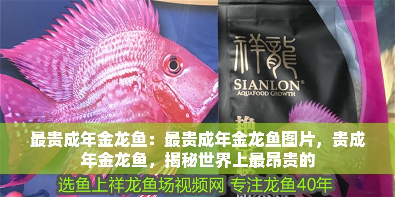 最貴成年金龍魚：最貴成年金龍魚圖片，貴成年金龍魚，揭秘世界上最昂貴的