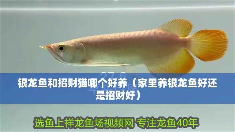 銀龍魚和招財貓哪個好養（家里養銀龍魚好還是招財好）