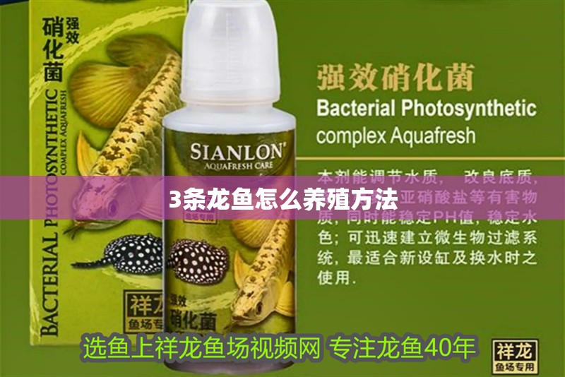 3條龍魚怎么養殖方法