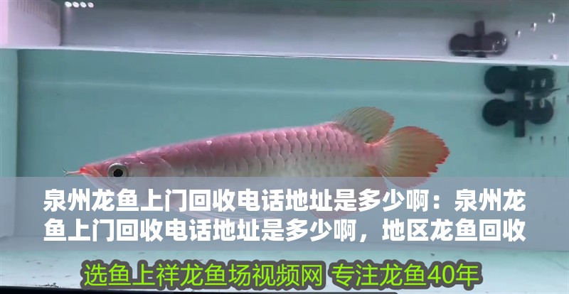 泉州龍魚上門回收電話地址是多少啊：泉州龍魚上門回收電話地址是多少啊，地區龍魚回收服務