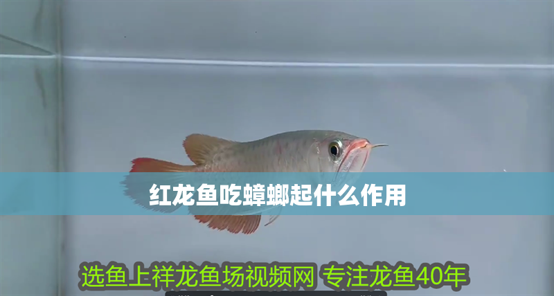 紅龍魚吃蟑螂起什么作用