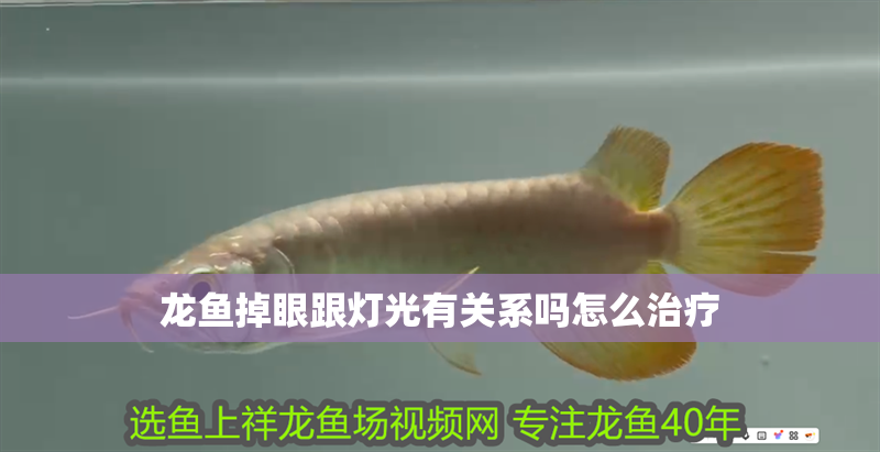 龍魚掉眼跟燈光有關(guān)系嗎怎么治療