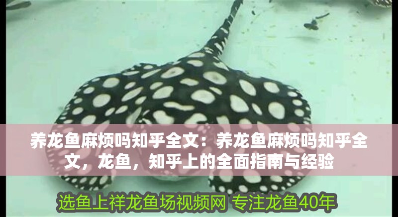 養龍魚麻煩嗎知乎全文：養龍魚麻煩嗎知乎全文，龍魚，知乎上的全面指南與經驗