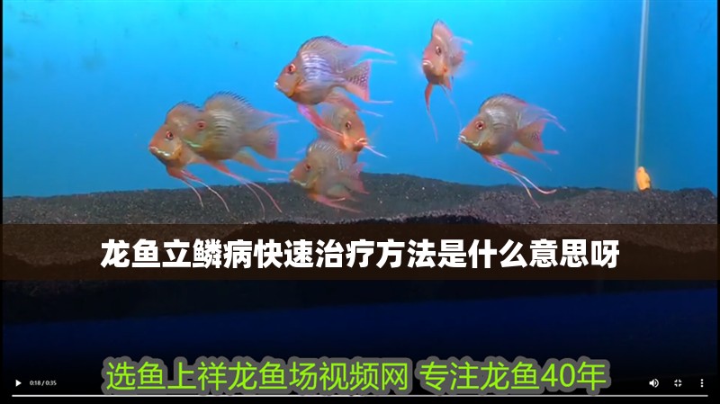 龍魚立鱗病快速治療方法是什么意思呀 龍魚立鱗病快速治療方法是什么意思呀 龍魚百科 第2張