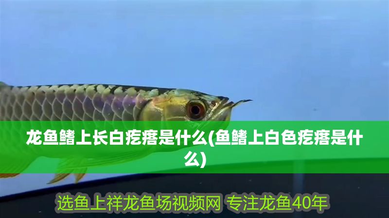 龍魚鰭上長白疙瘩是什么(魚鰭上白色疙瘩是什么)