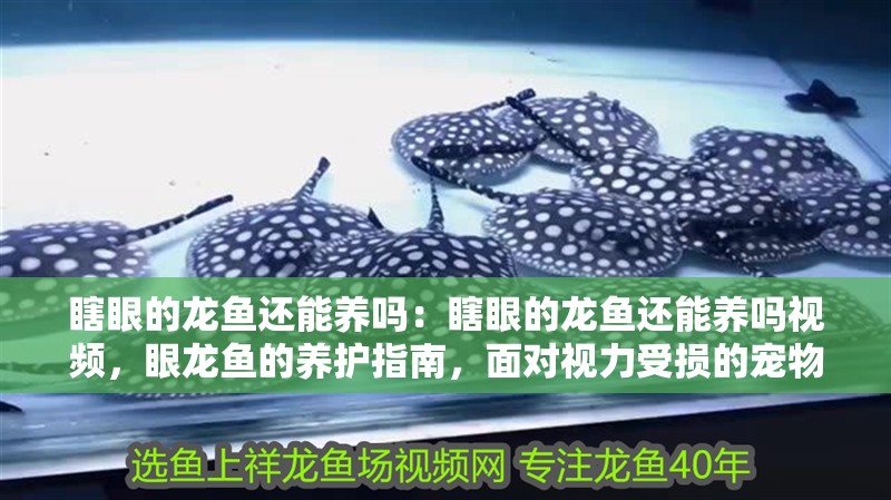 瞎眼的龍魚還能養(yǎng)嗎：瞎眼的龍魚還能養(yǎng)嗎視頻，眼龍魚的養(yǎng)護指南，面對視力受損的寵物，如何