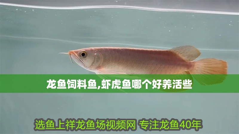 龍魚飼料魚,蝦虎魚哪個好養活些