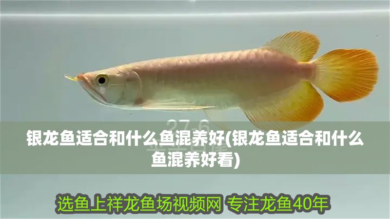 銀龍魚適合和什么魚混養好(銀龍魚適合和什么魚混養好看)