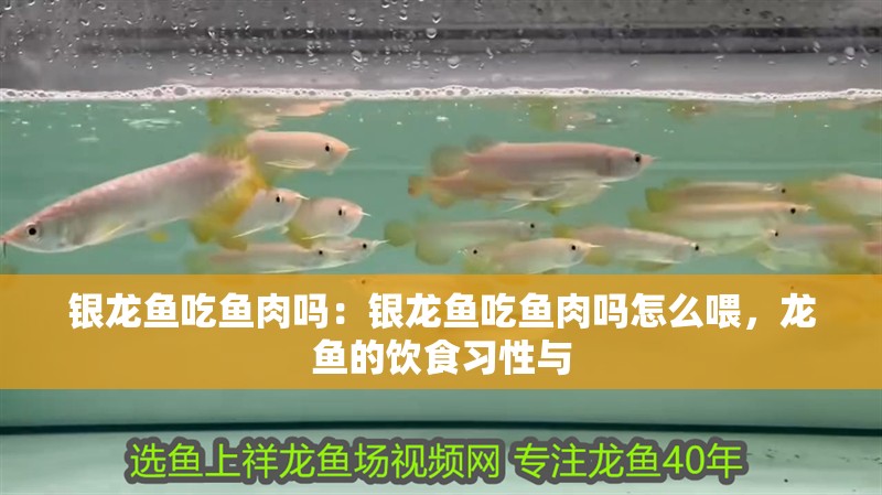 銀龍魚吃魚肉嗎：銀龍魚吃魚肉嗎怎么喂，龍魚的飲食習性與