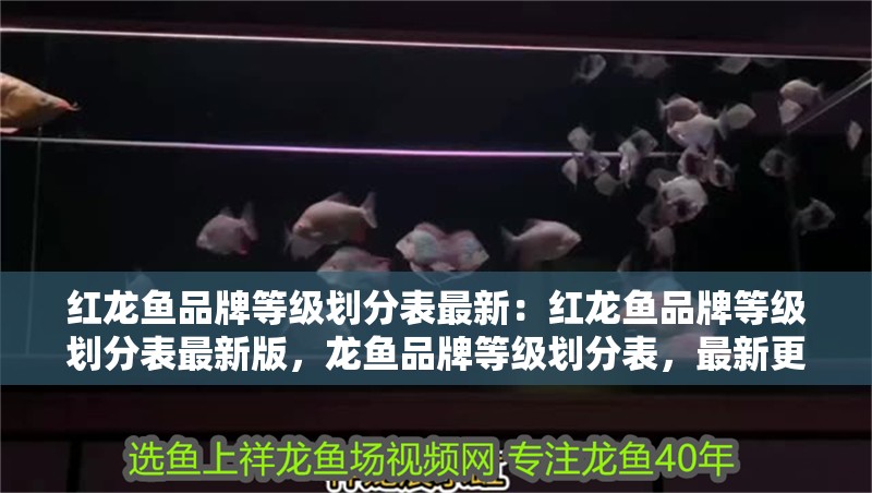 紅龍魚品牌等級劃分表最新：紅龍魚品牌等級劃分表最新版，龍魚品牌等級劃分表，最新更新